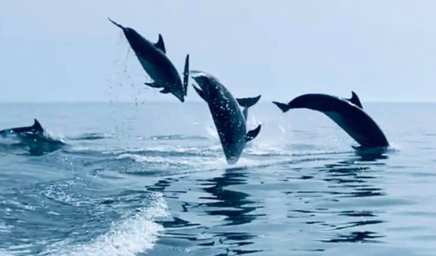 Dolphins_jumping.jpg