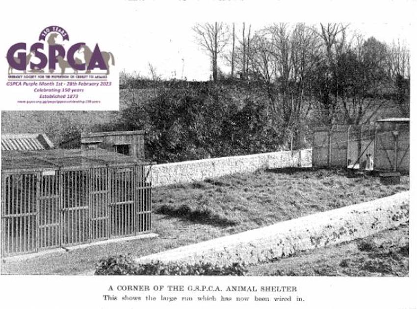 GSPCA_Purple_Month_starts_today_get_involved_and_celebrate_150_years_of_the_GSPCA.jpeg