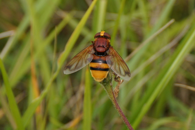 Hover fly