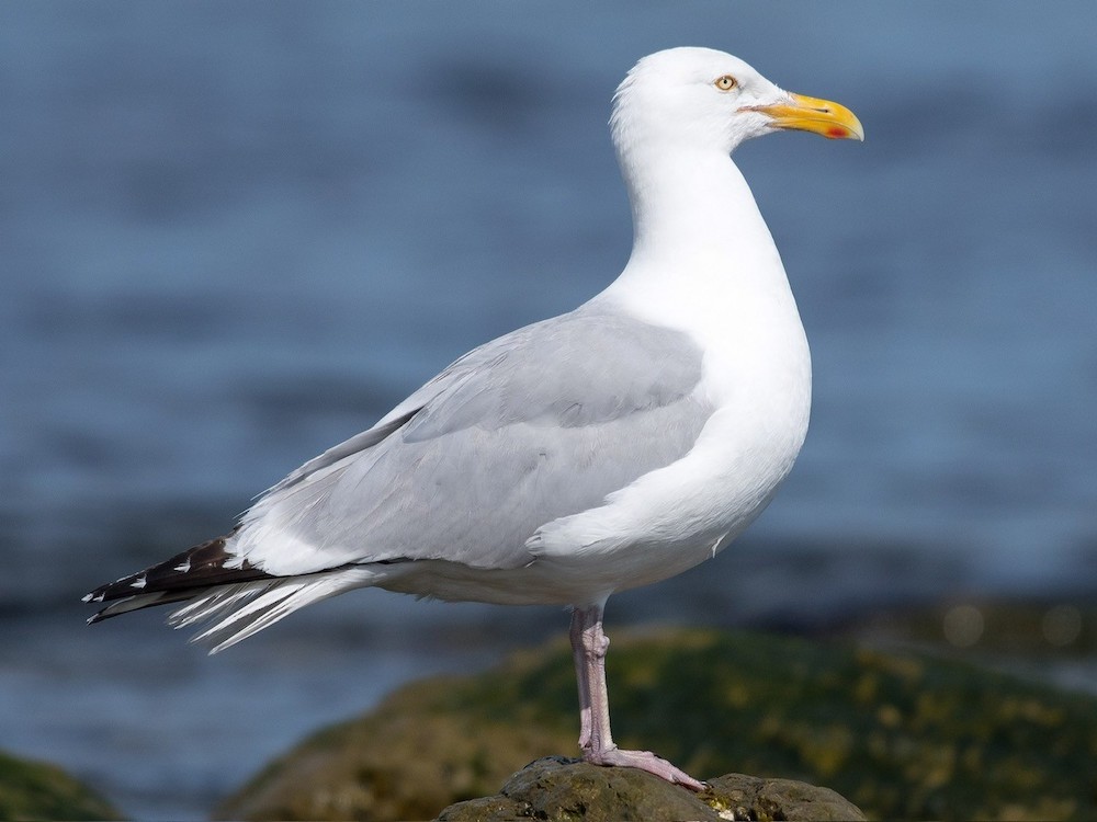 GSPCA_Gull_.jpg