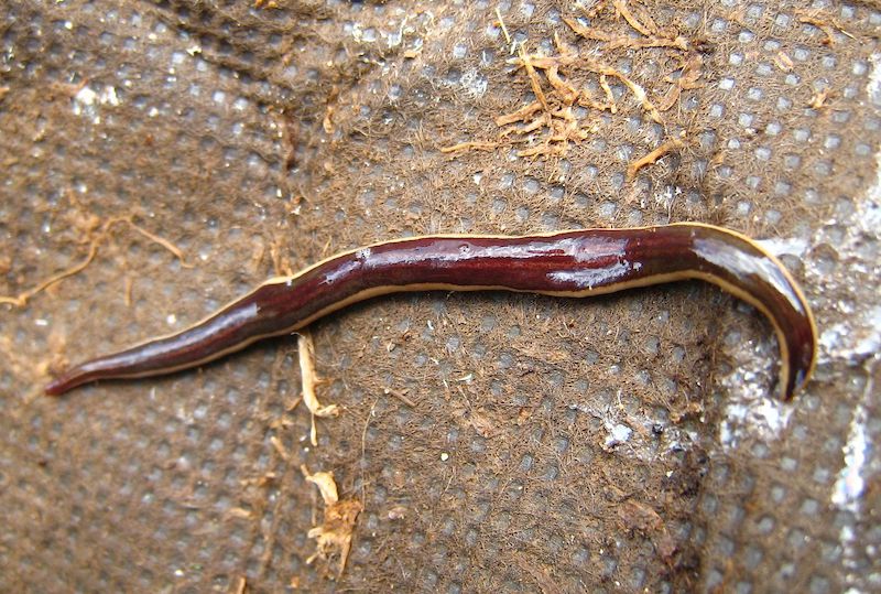 flat worm