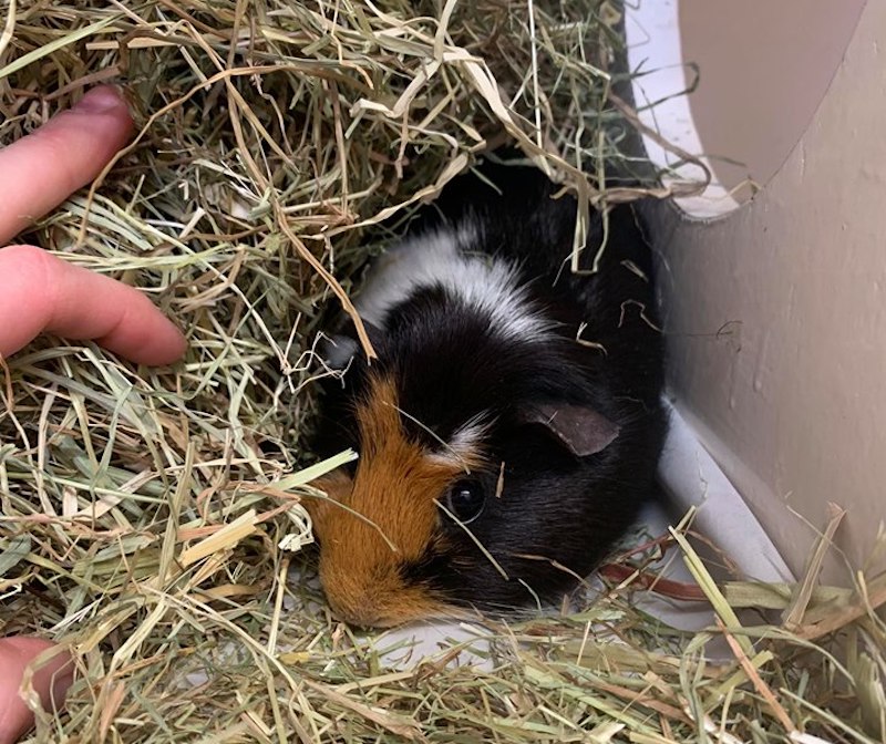 guinea pigs