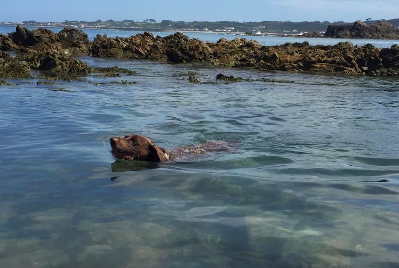 dog beach swimming petit bot 