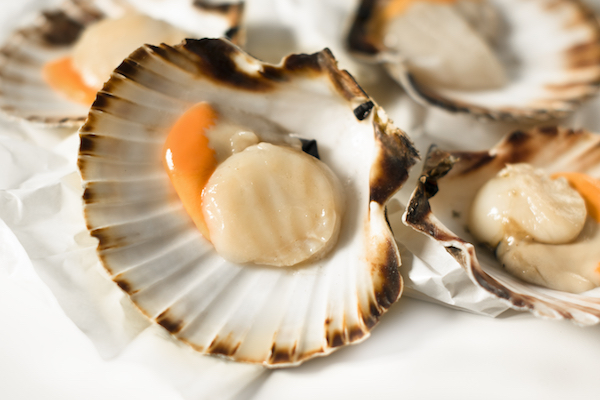 shutterstock scallops