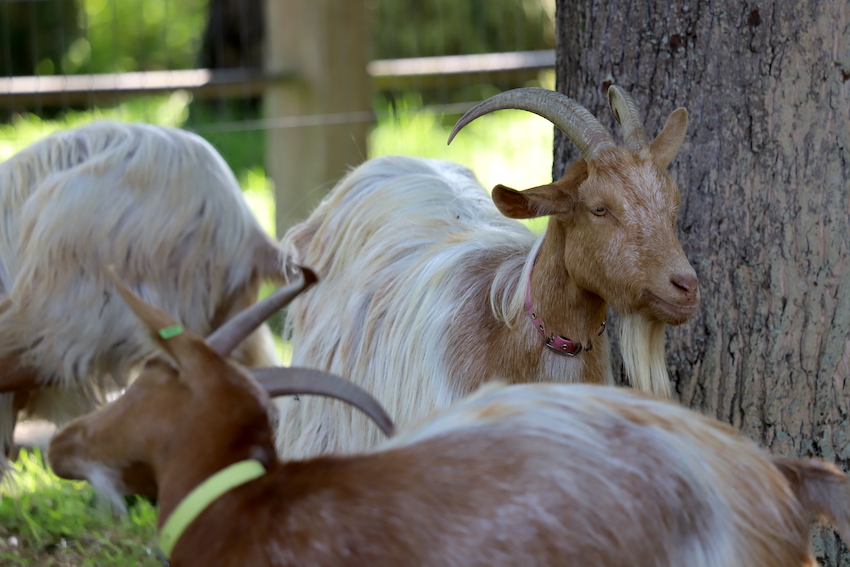 North_Show_2024_Golden_Guernsey_Goats.JPG