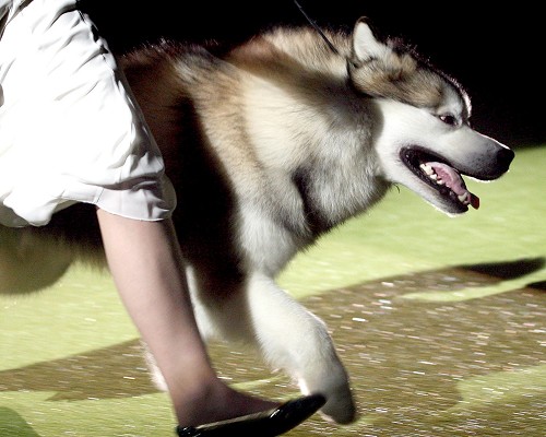 Alaskan malamute 