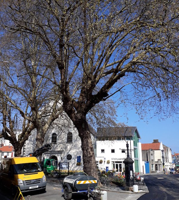 Trinity Square Plane Tree large 