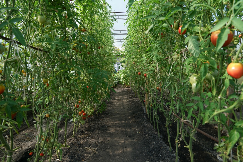 tomatoes_in_greenhouse_.jpg