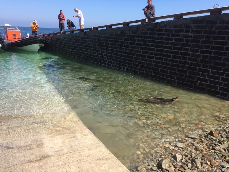 seals released