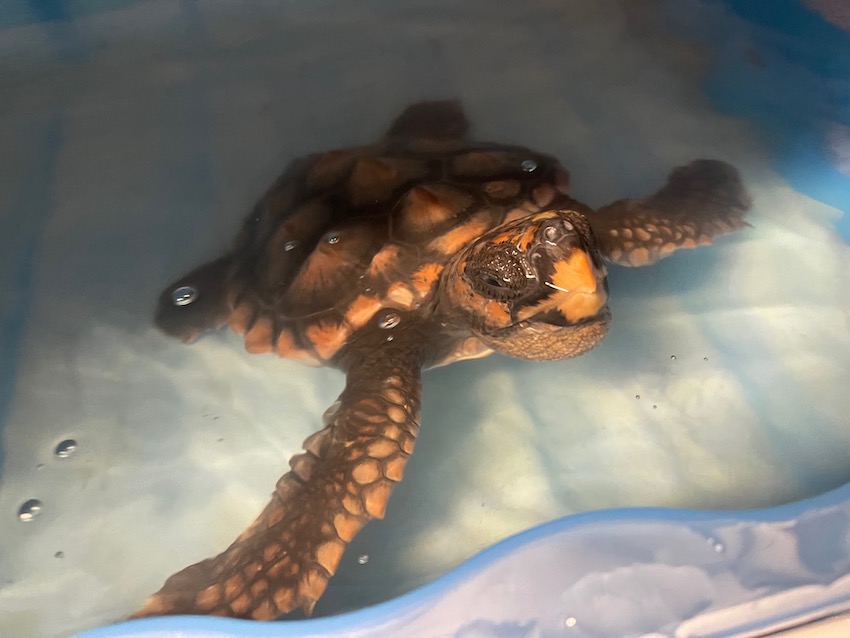 barnacle-bill-loggerhead-turtle-gspca-guernsey_2.jpg