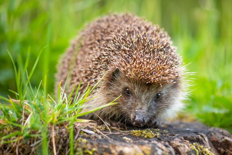 Le Friquet partners with Guernsey Hedgehog Rescue Centre | Bailiwick ...