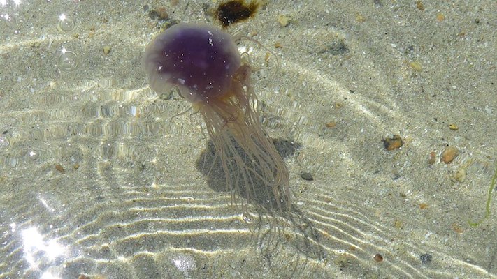 Jellyfish_Herm.jpg