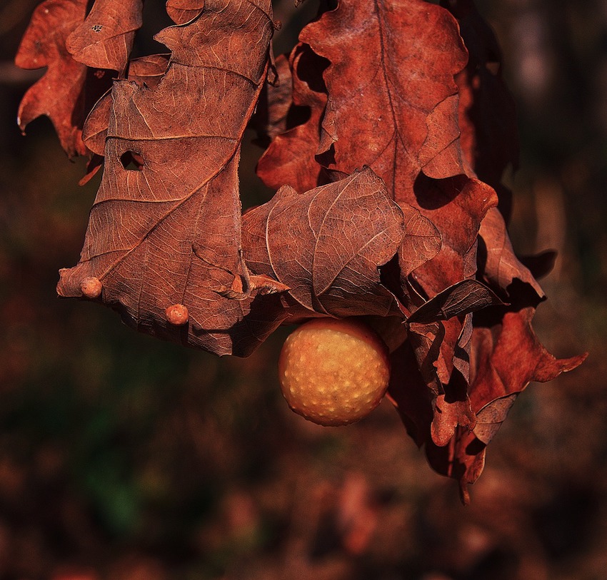 oak-leaf-gall.jpg