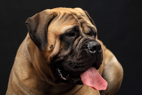 Bull Mastiff accused of biting another dog | Bailiwick Express