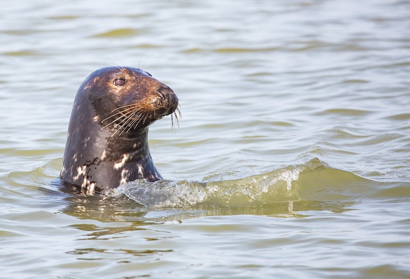 Grey_seal_01.jpg