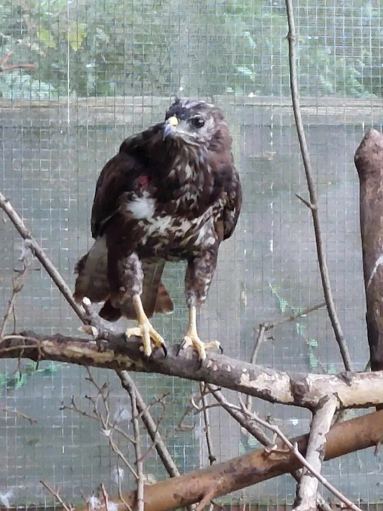 minnie-gspca-buzzard-release-guernsey-2024-.jpg