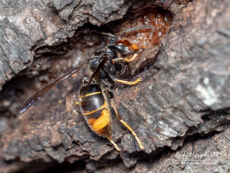 Asian Hornet credit Andy Marquis