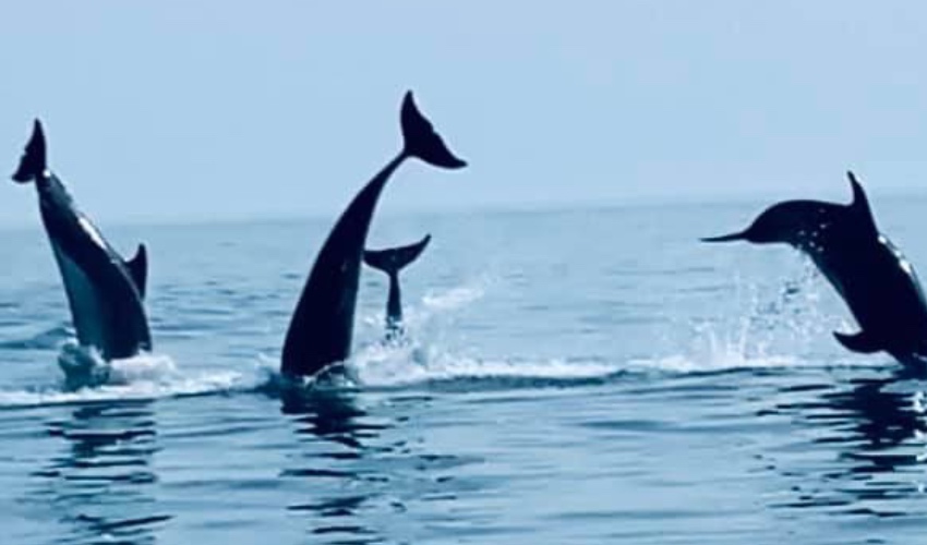 Dolphins_jumping_3.jpg