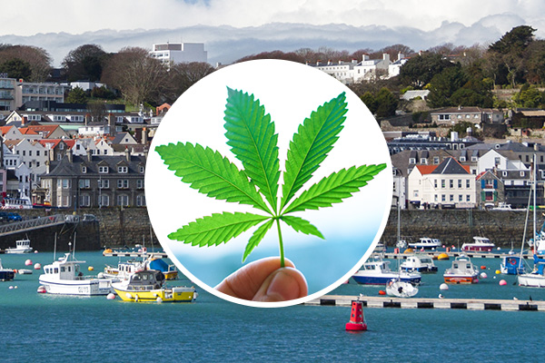Guernsey cannabis