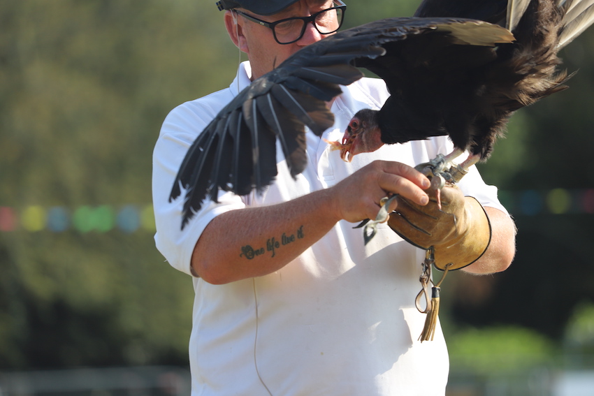 North_Show_2024_turkey_vulture.JPG