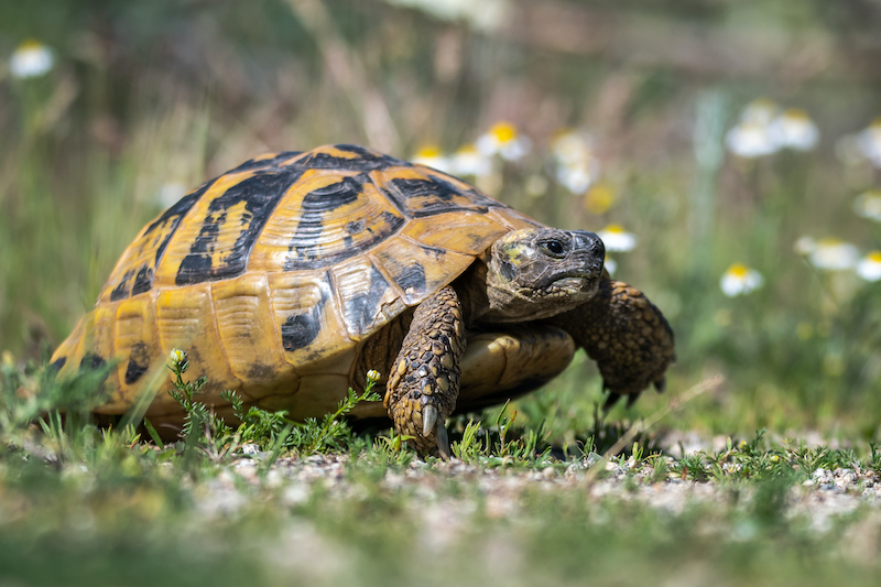 tortoise slow States 