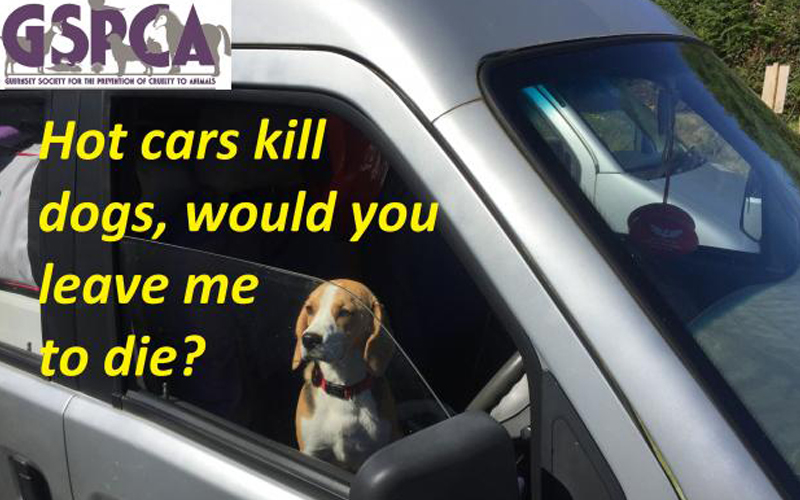 GSPCA Hot Cars kills Dogs