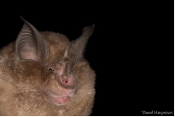 greater horsehoe bat