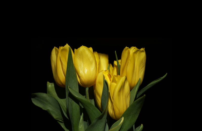 Yellow tulips