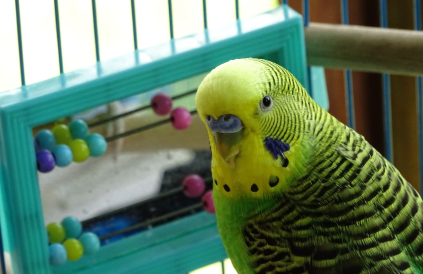 Budgie.jpg