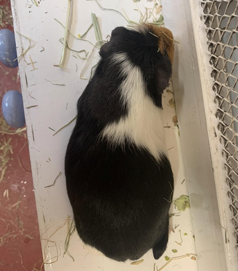 guinea pigs