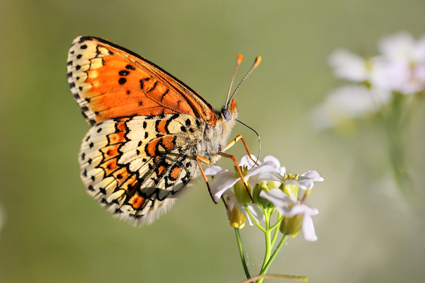 Glanville Fritillary butterfly