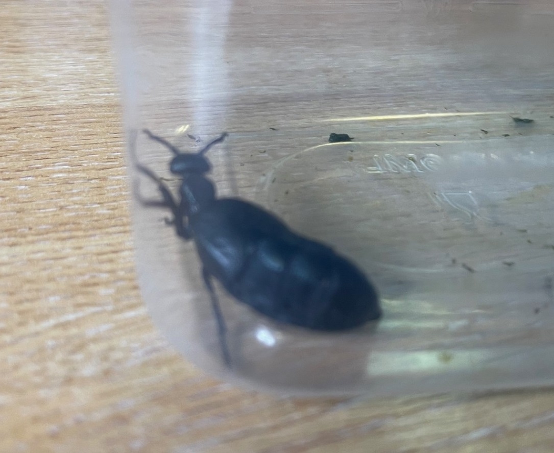 angus-beetle-gspca-guernsey.jpg