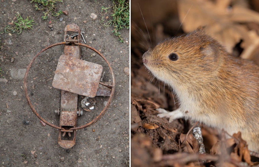 animal_trap_vole.jpg