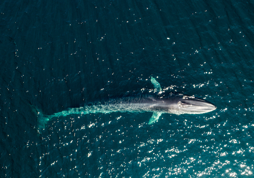 shutterstock_fin_whale.jpg