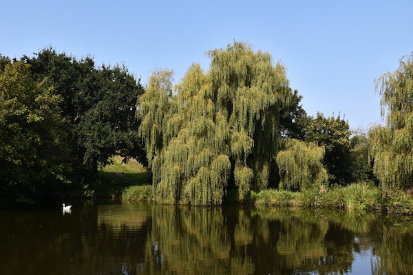 Guernsey_Adult_-_Trevor_Mahy_-_Weeping_Willow_-_Les_Rouvets_Lake_St_Saviours_Guernsey.jpg