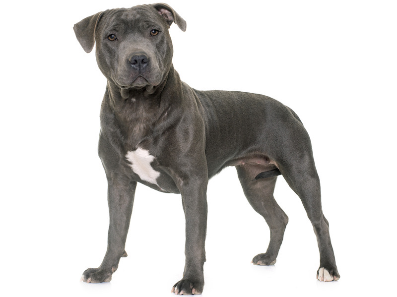 Long legged sale blue staffy