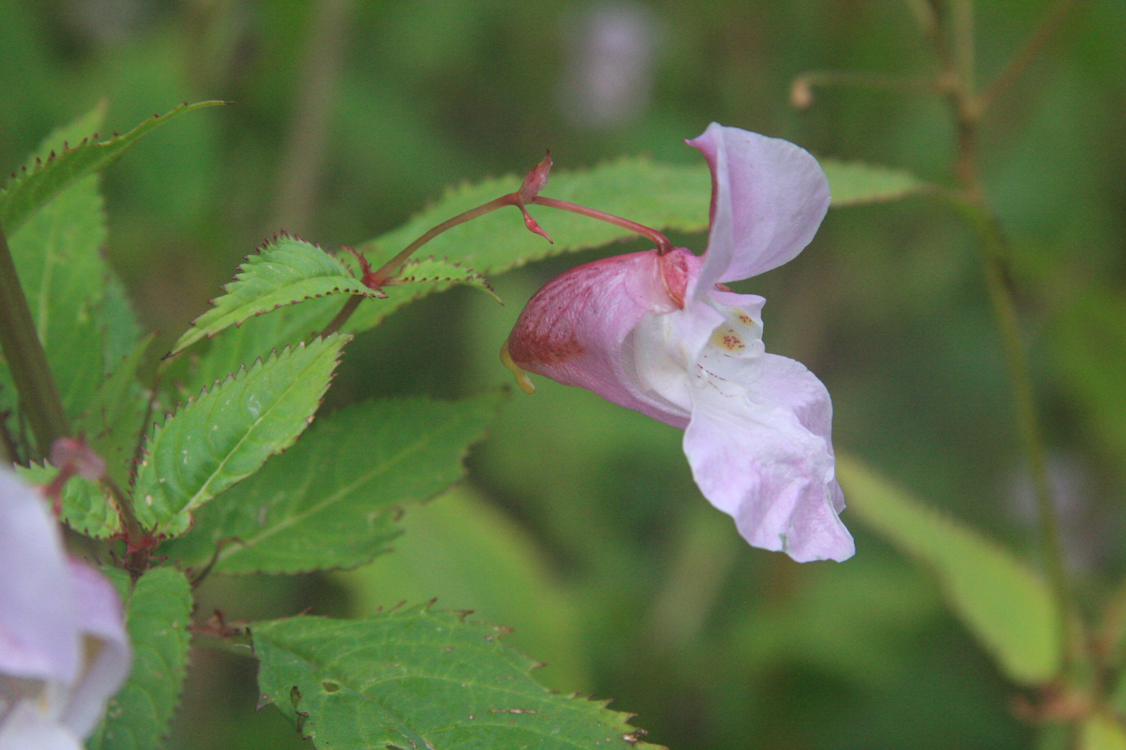 Himalayan_Balsam_flower_detail.jpg