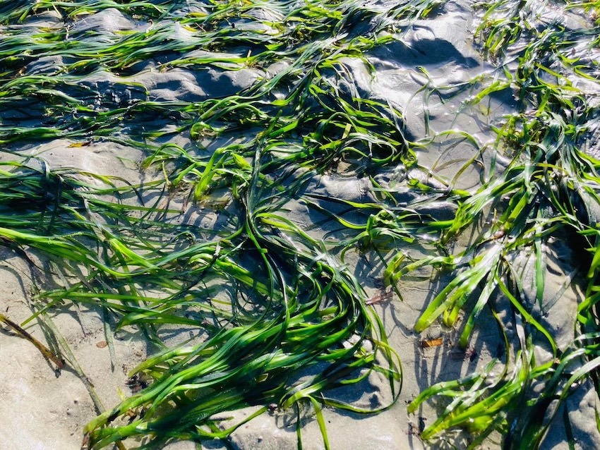 Eelgrass_2.jpg