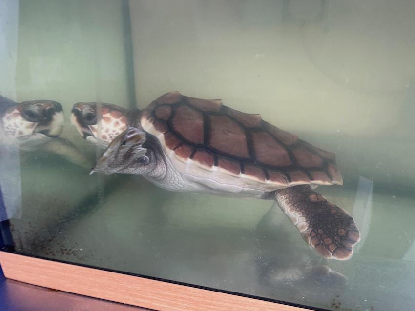 gspca-barnacle-bill.jpg