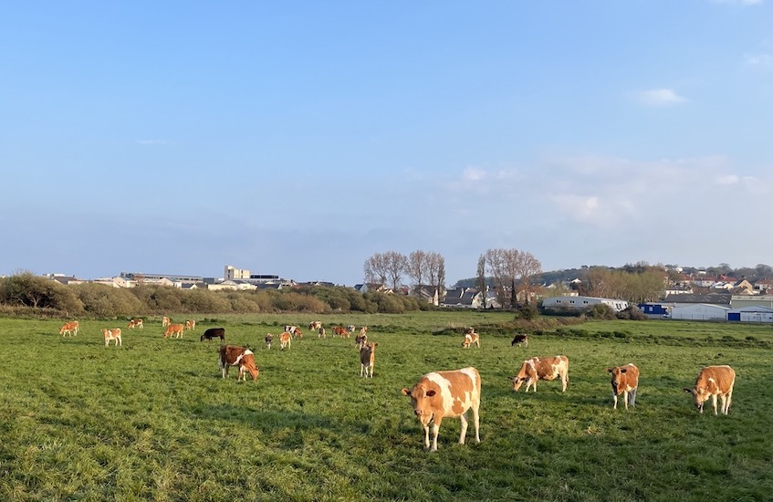 Guernsey_cows.jpeg