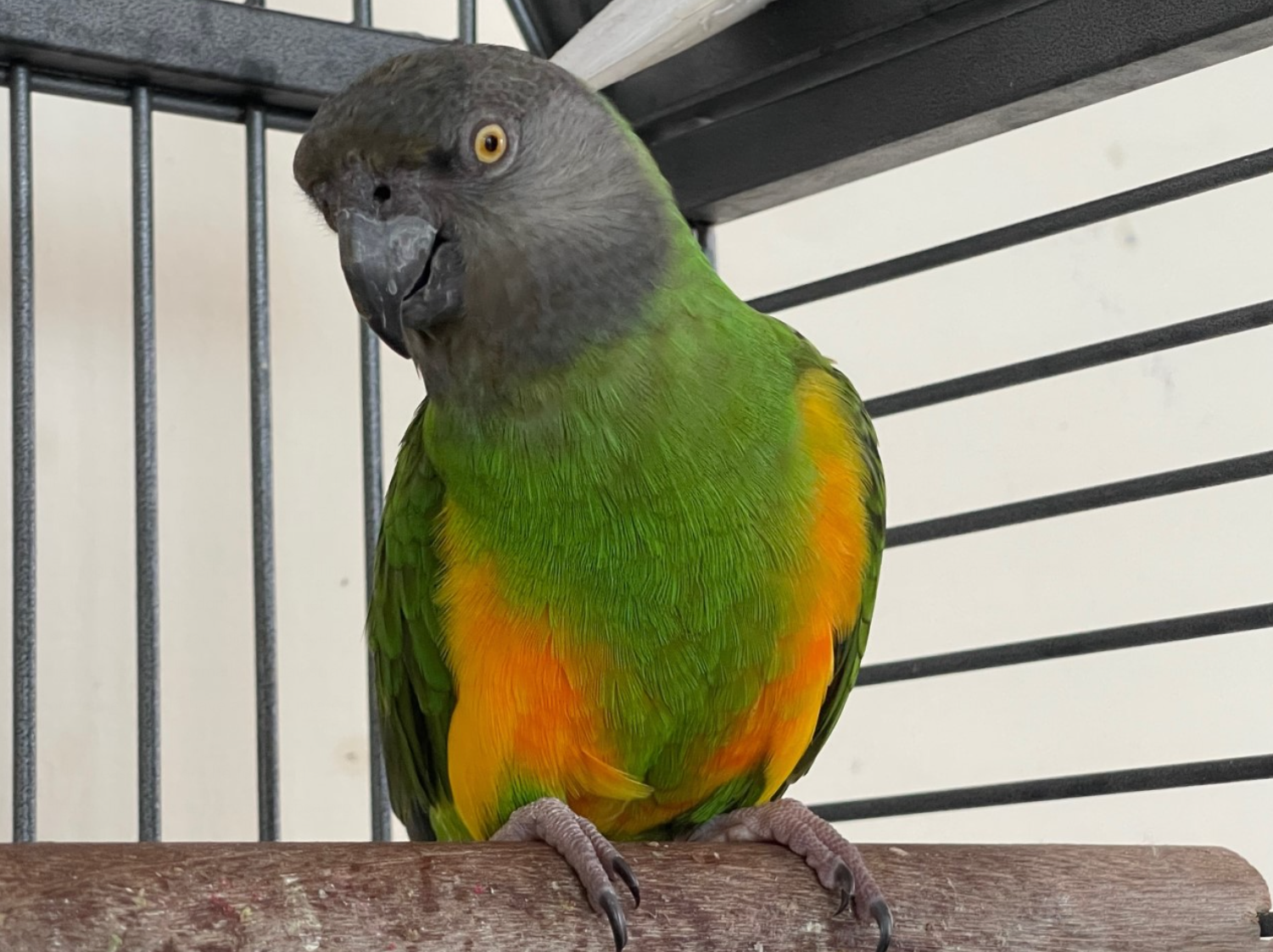 Charlie_Parrot.png
