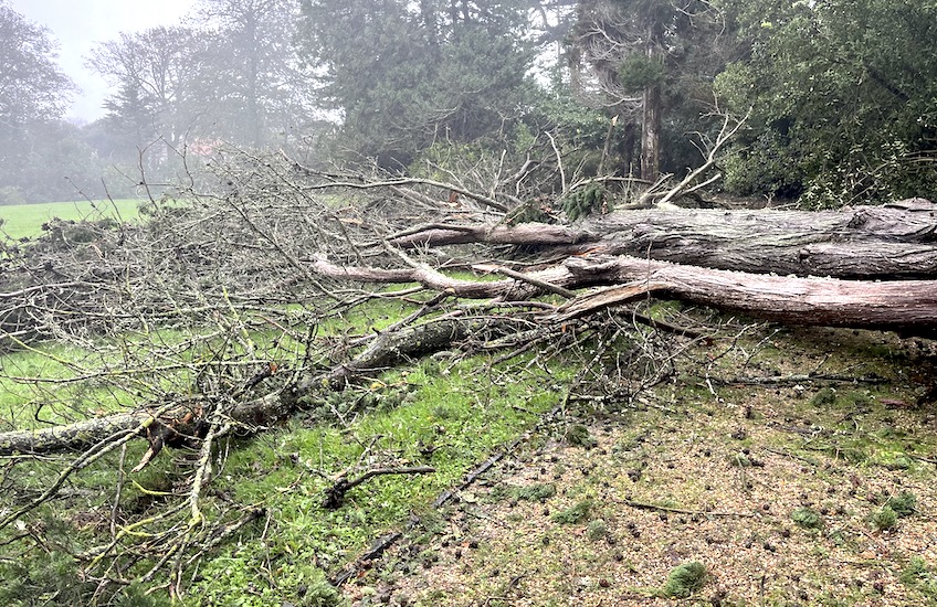 Storm_Ciaran_Sausmarez_Park_fallen_tree.jpeg