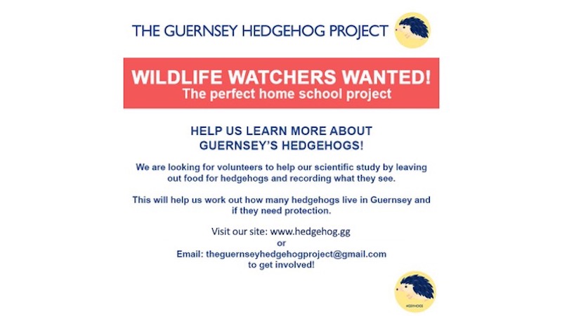 Guernsey hedgehog project