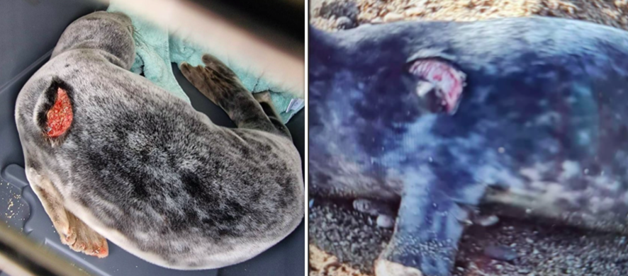 Shelley seal pup dead