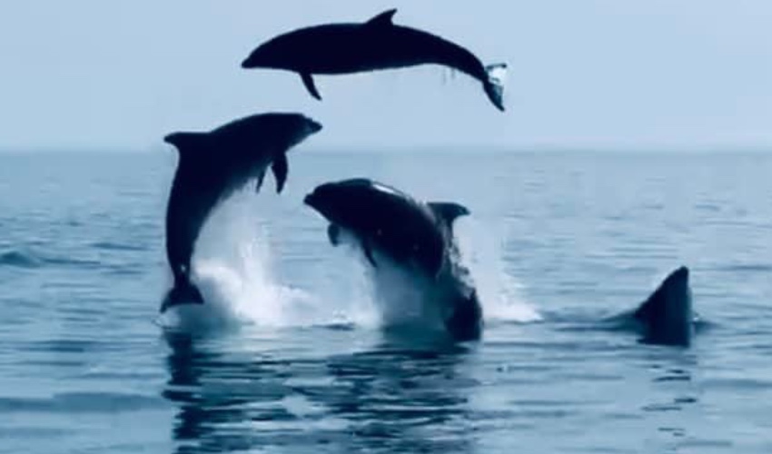 Dolphins_jumping_2.jpg