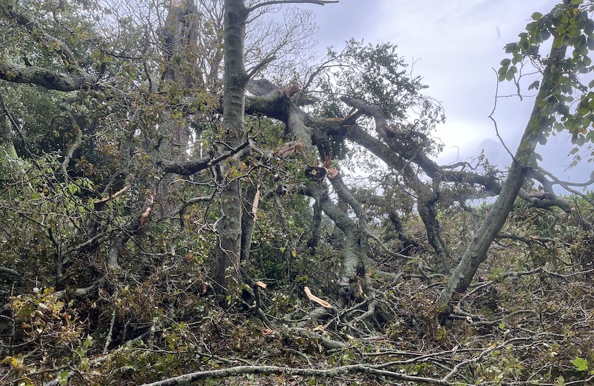 Storm_Ciaran_Sausmarez_Park_snapped_tree.jpeg