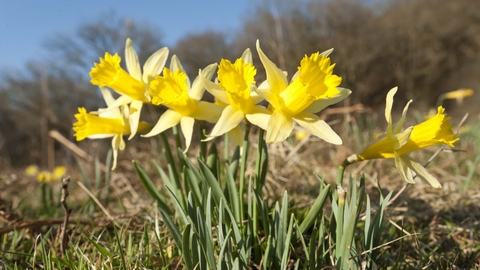 RHO_Wild_Daffodil-7121.jpg