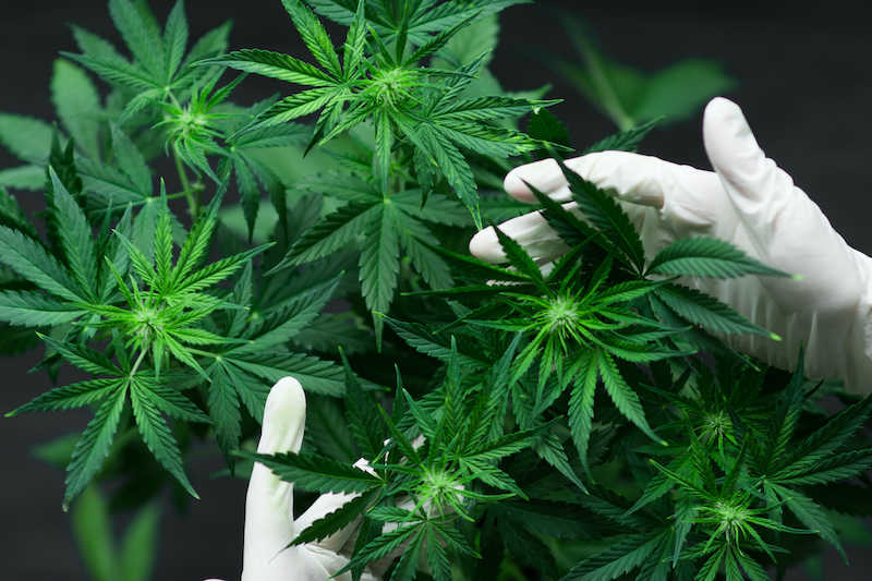 cannabis_plant_stock.jpg