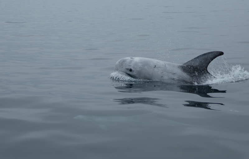 Risso_Dolphin_-_Laura_Bampton_1.jpg