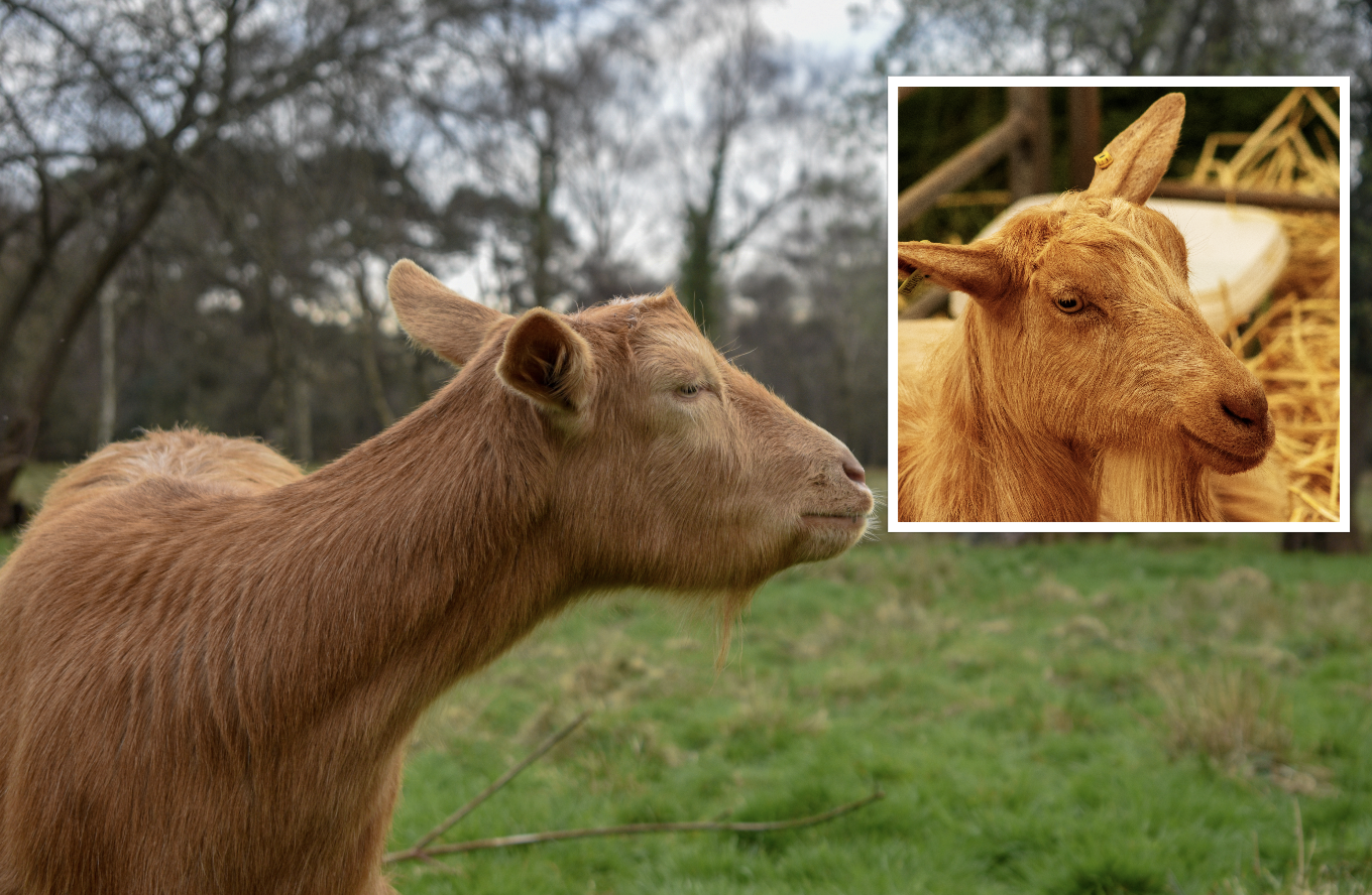 royal golden Guernsey goat with British Guernsey goat inset